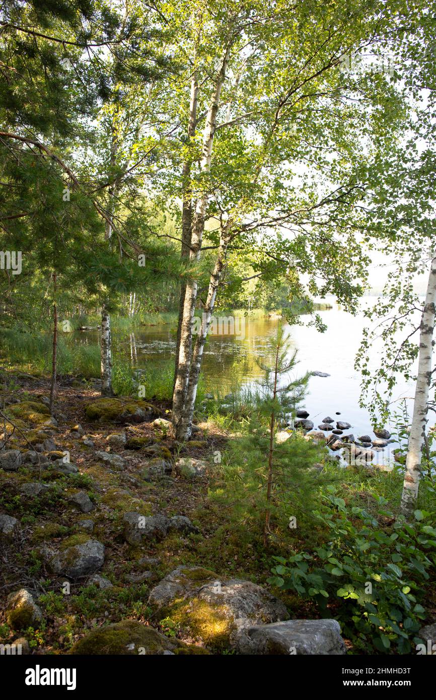 Sunny day by the lake, green-leaved birches, summer mood, summer, July, Finland Stock Photo