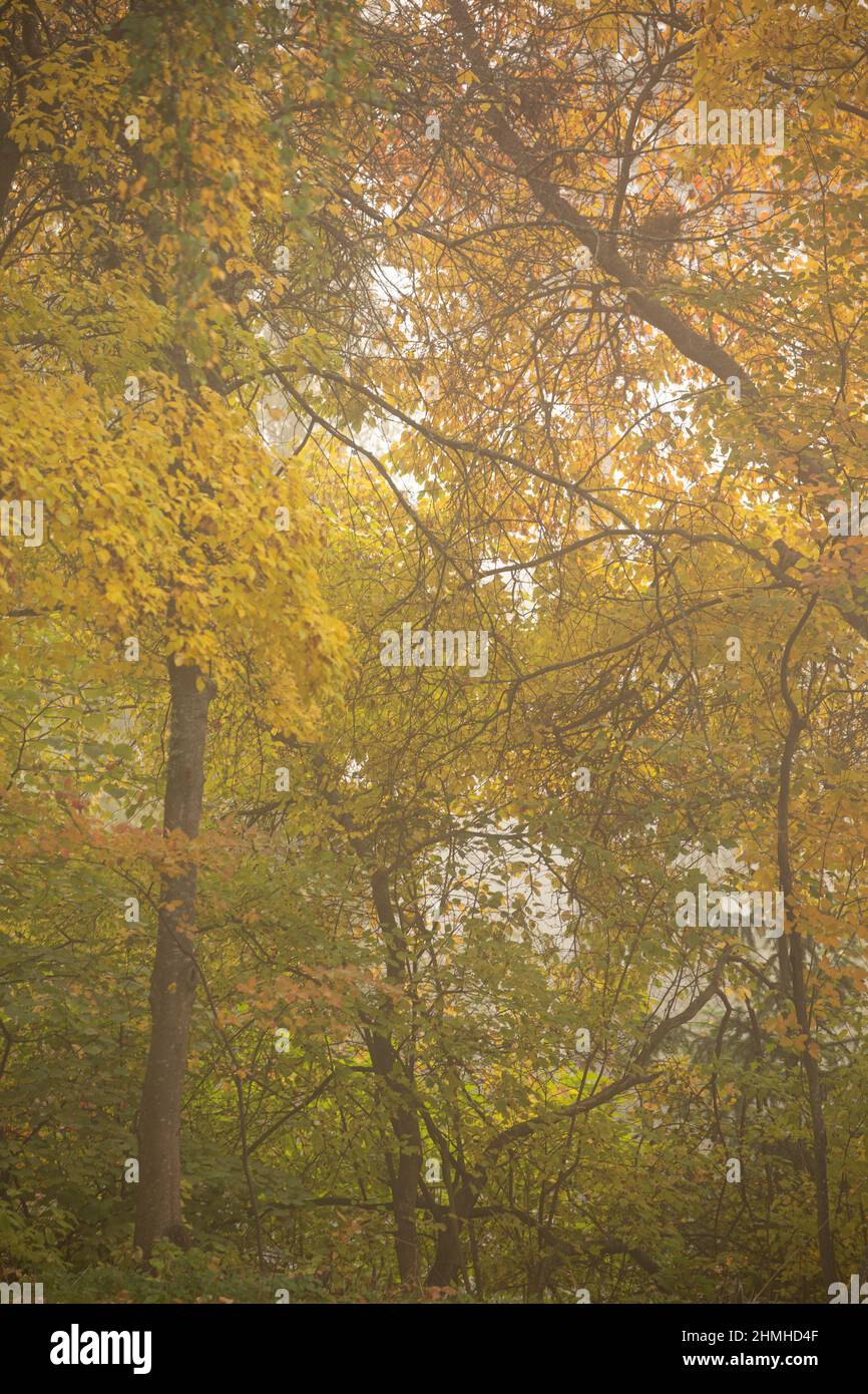 Deciduous Tree in autumn colors on a foggy morning in September, nature in autumn Stock Photo