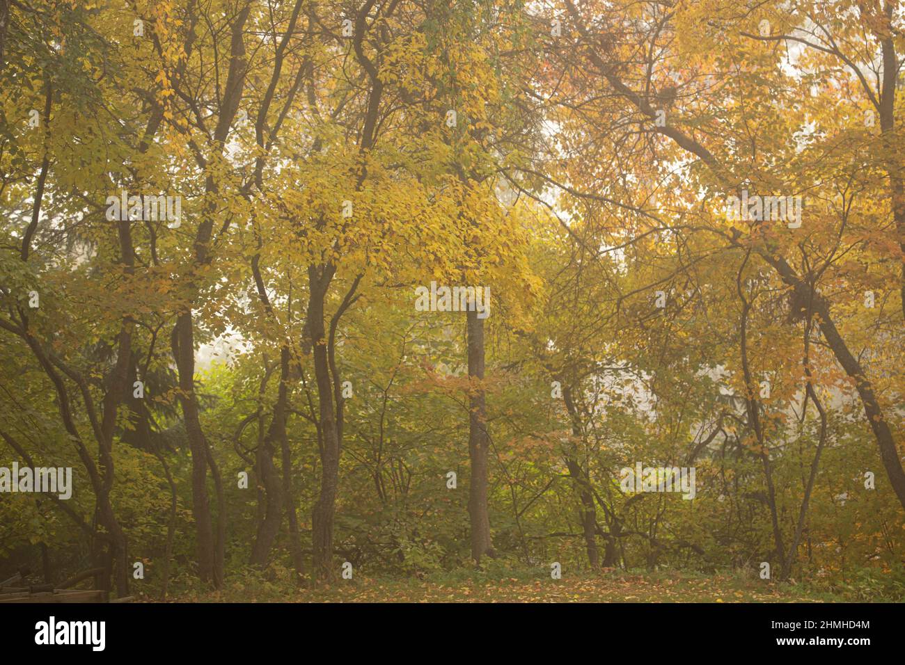 Deciduous Tree in autumn colors on a foggy day in September, nature in autumn Stock Photo