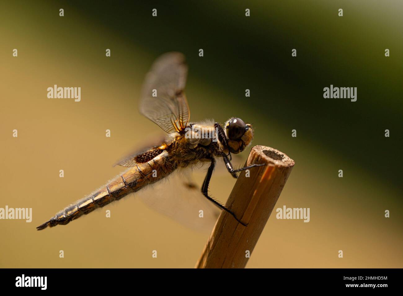 Dragonfly resting on a flower stick, blurred nature background, Finland Stock Photo