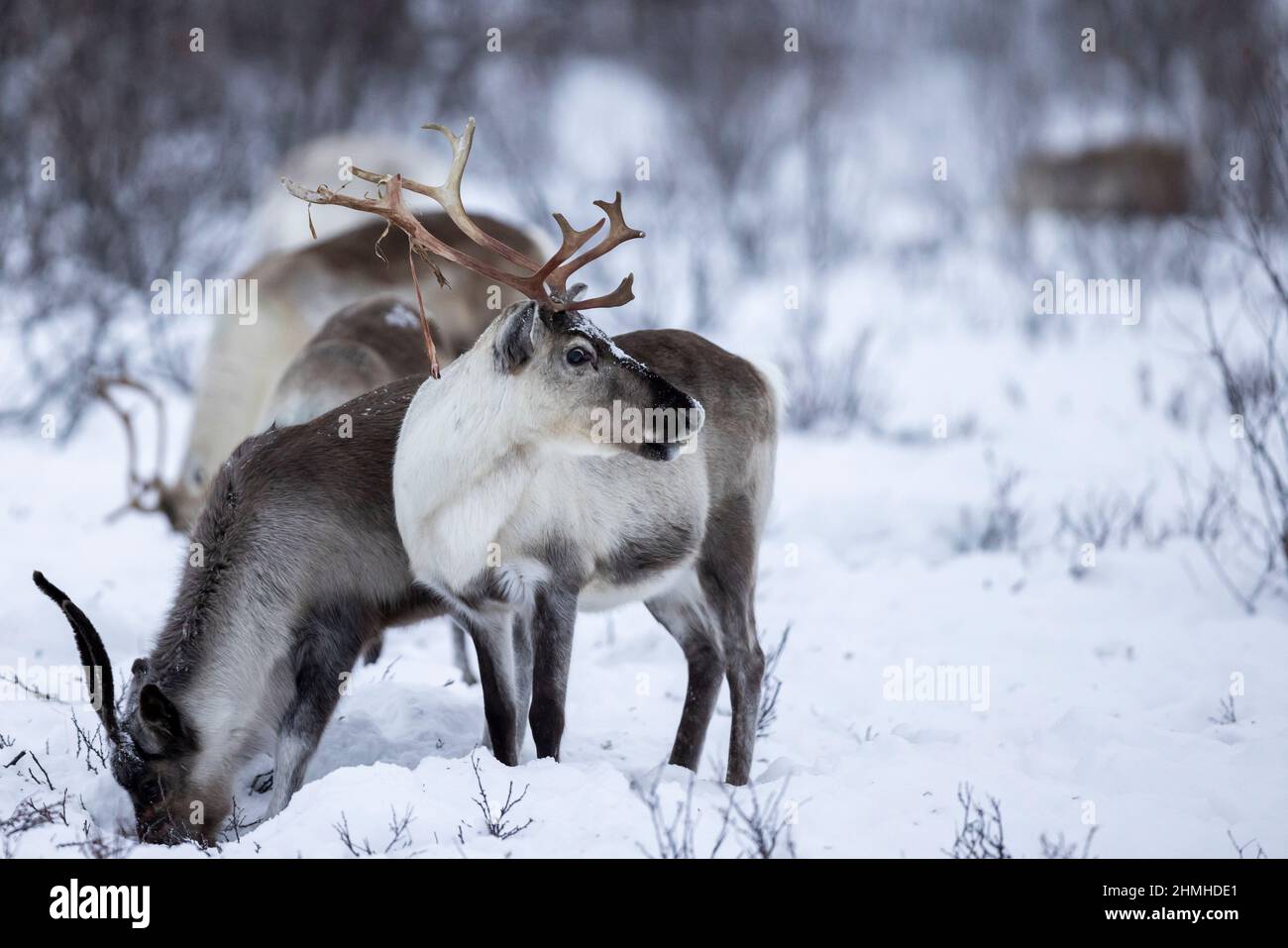 Sami people in winter hi-res stock photography and images - Alamy