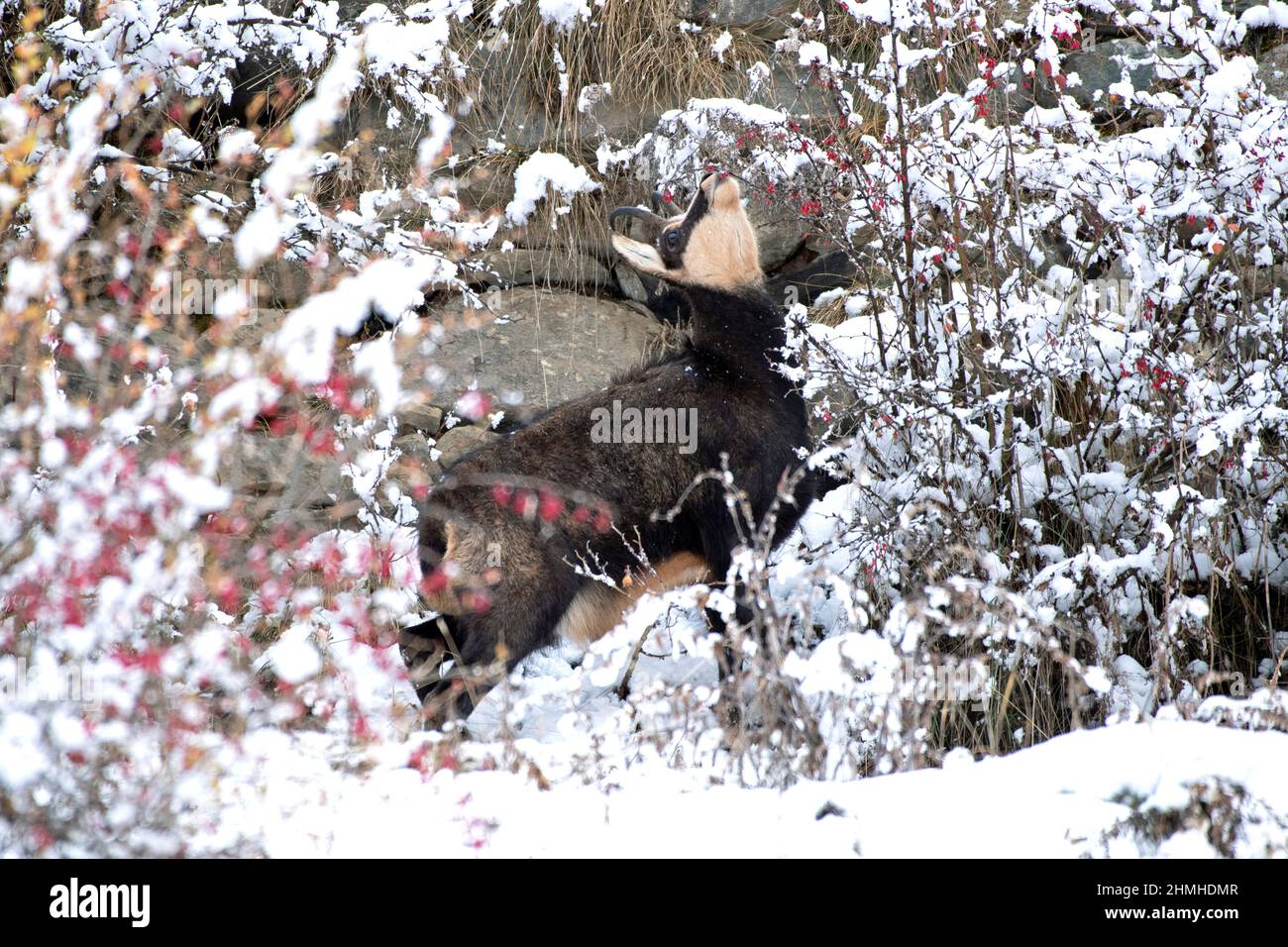Chamois in the mountains Stock Photo