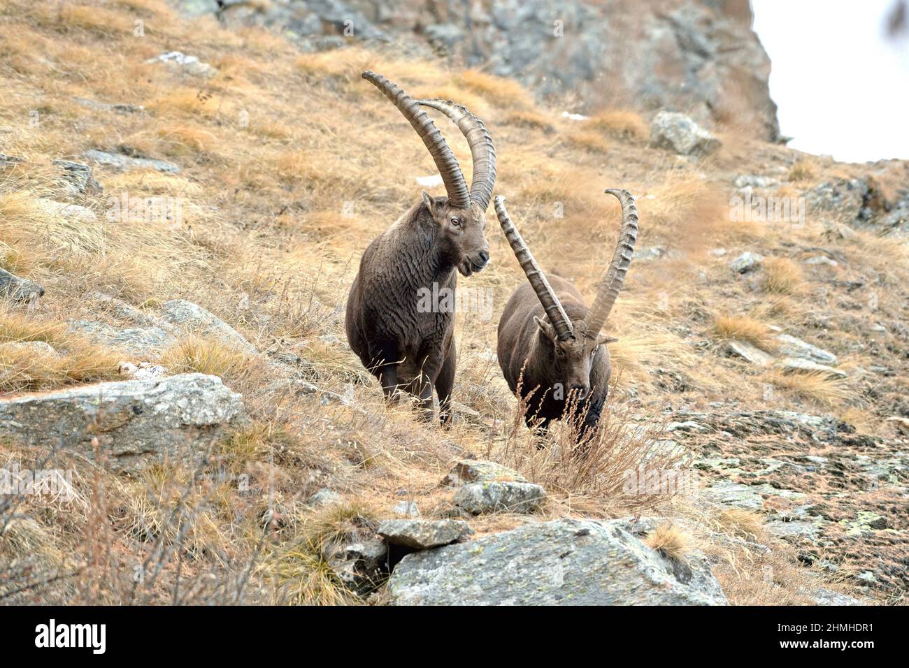 Ibexes in the Alps Stock Photo