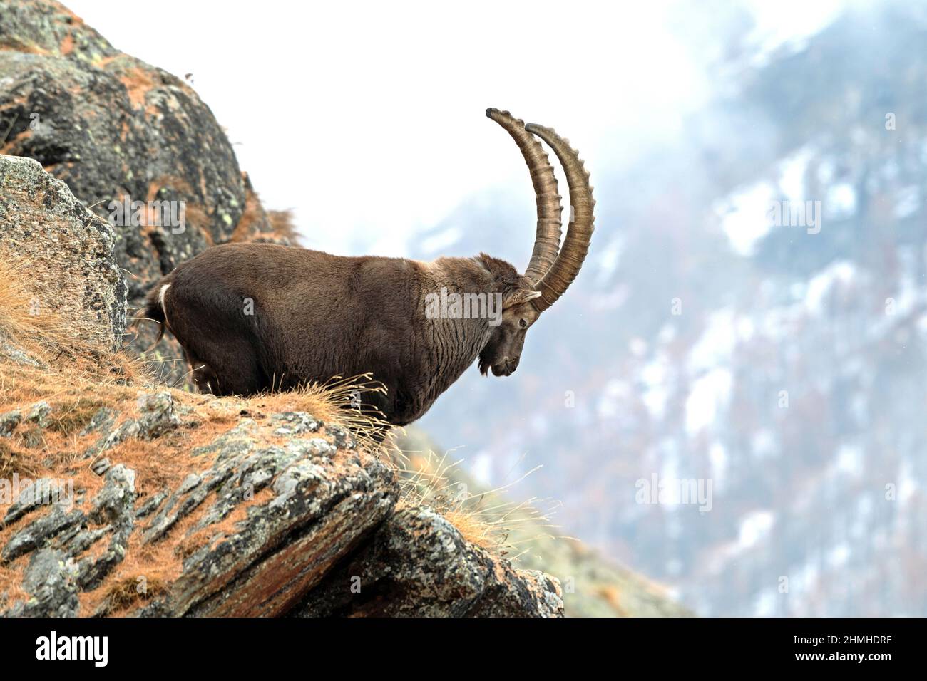 Capricorn in the Alps Stock Photo