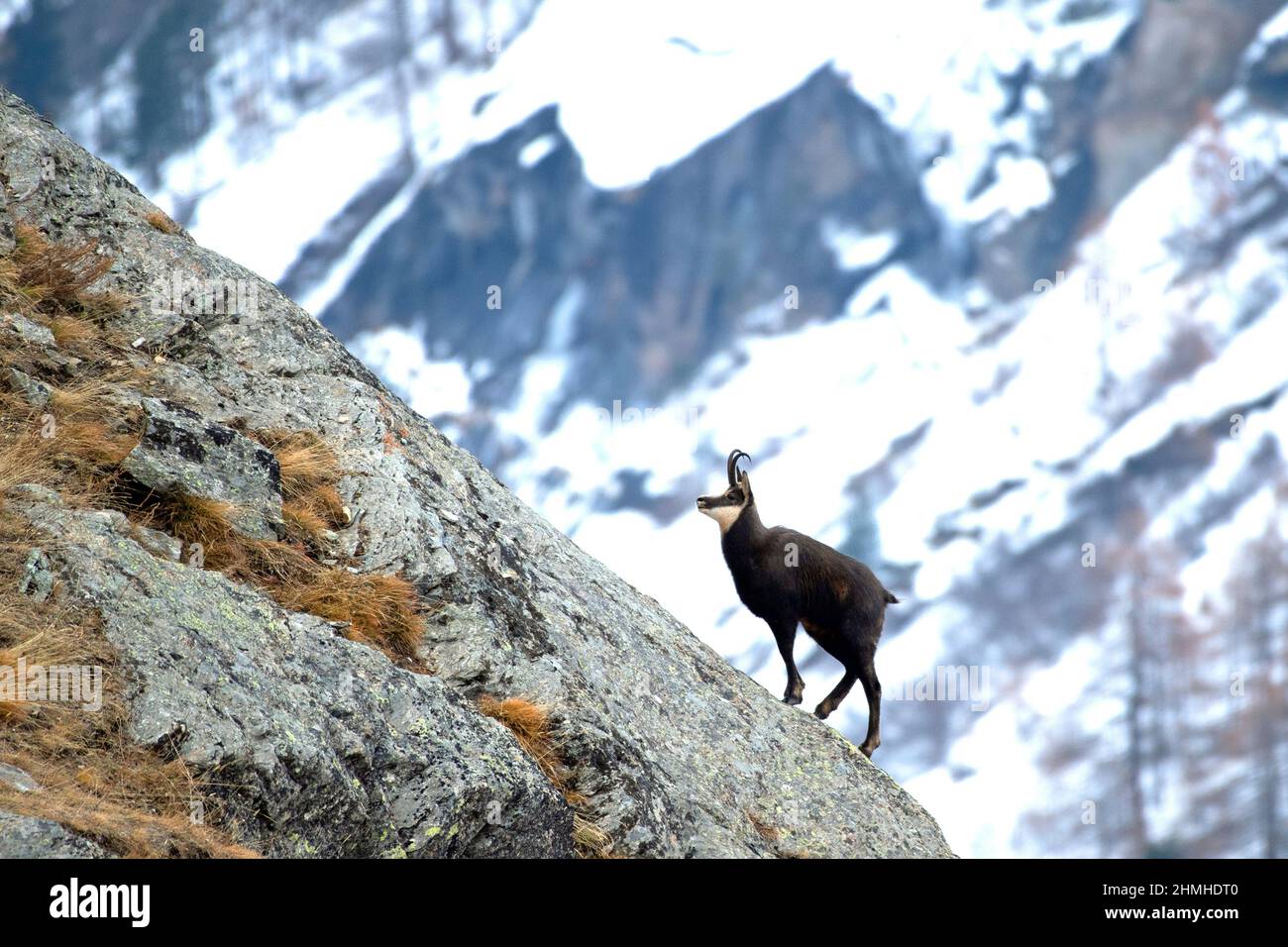 Chamois in the mountains Stock Photo