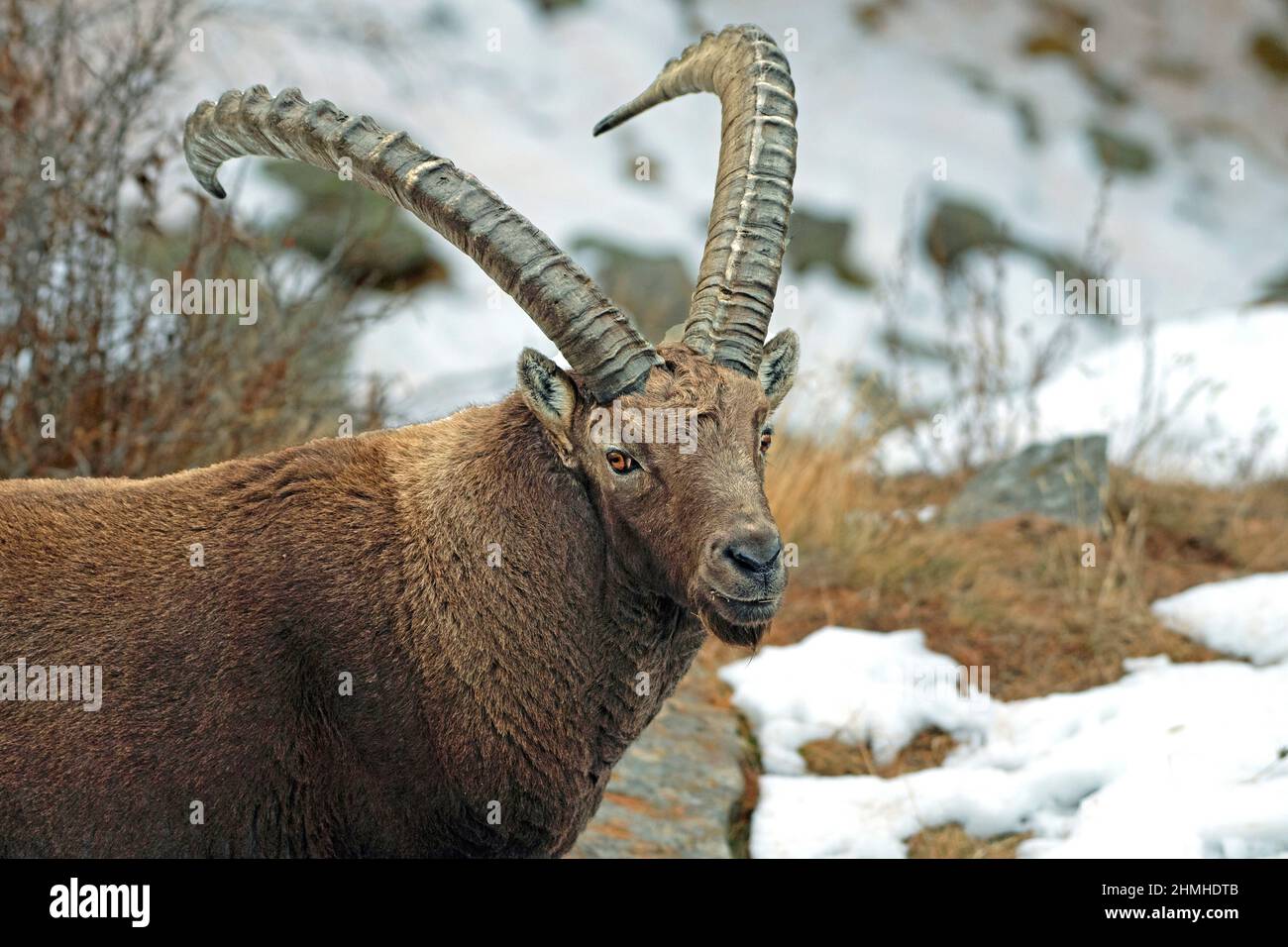 Capricorn in the Alps Stock Photo