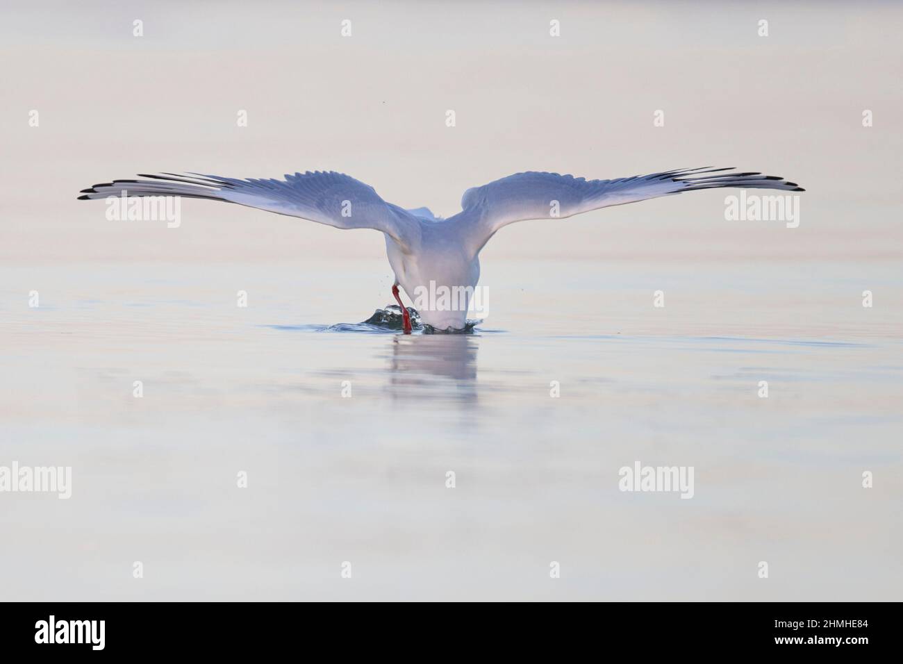 Black-headed gull, Chroicocephalus ridibundus, diving Stock Photo