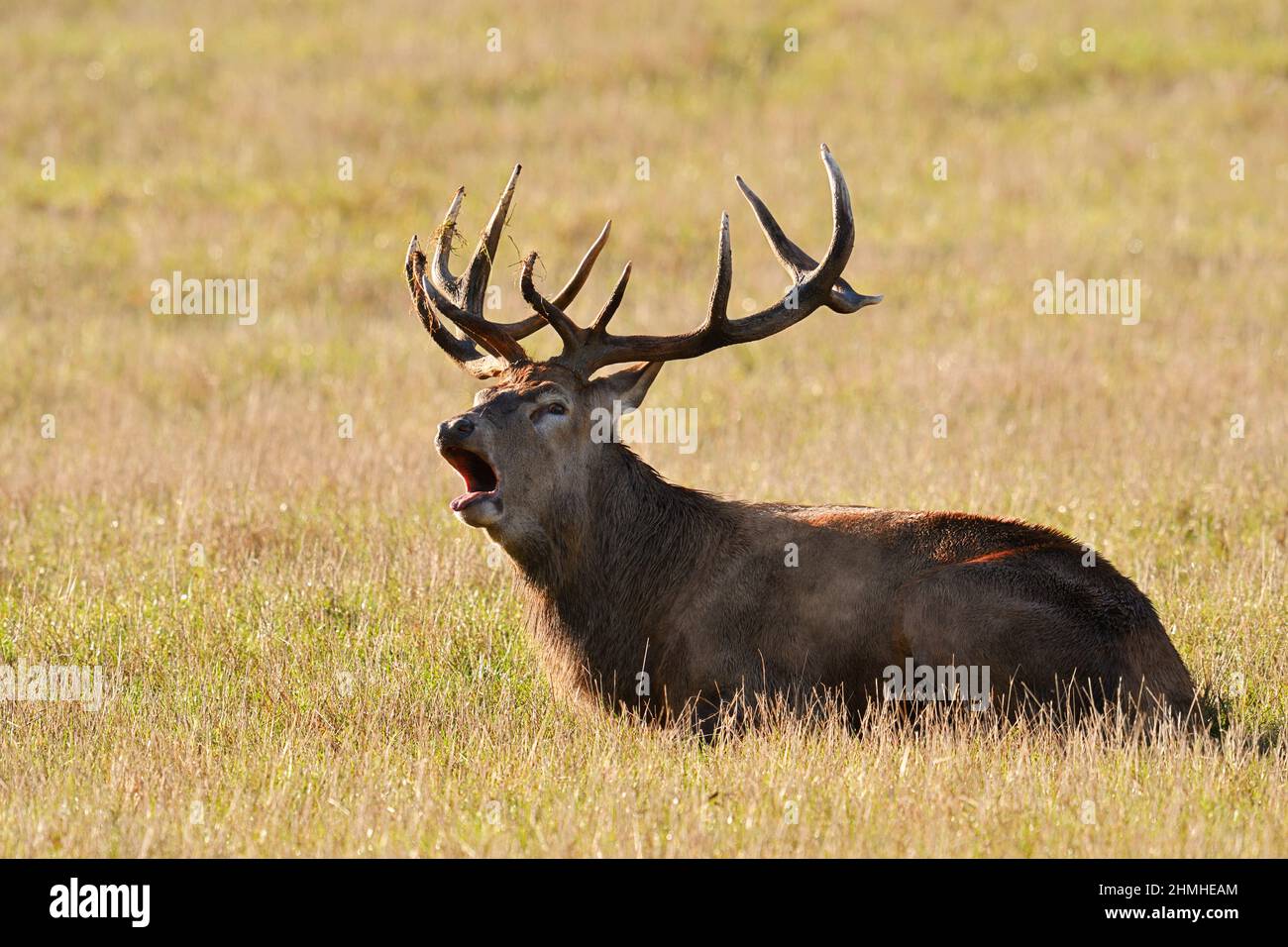 Red deer (Cervus elaphus), lying, bellowing, rutting season, North Rhine-Westphalia, Germany Stock Photo