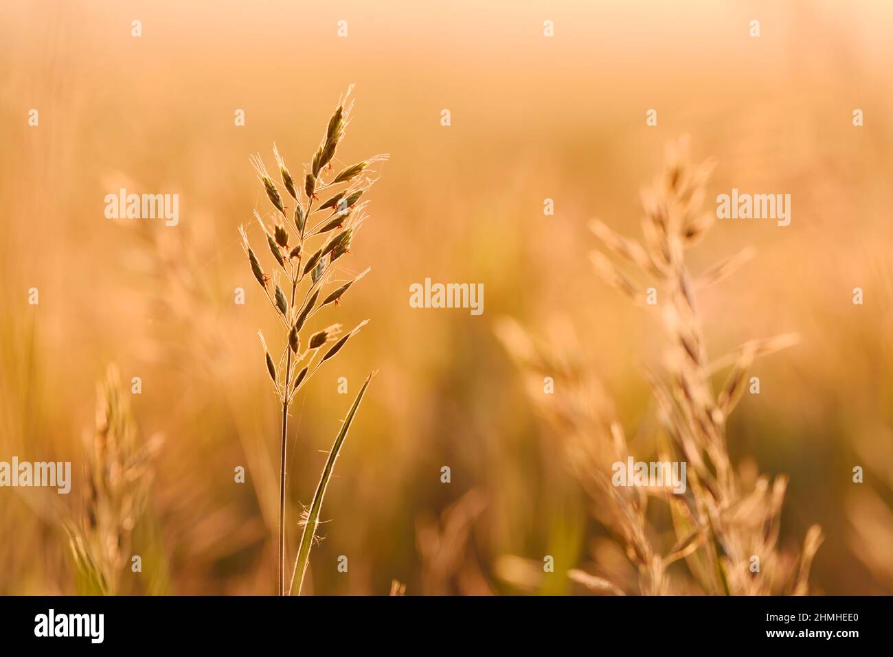 false oat-grass (Arrhenatherum elatius) at sunrise against the light, North Rhine-Westphalia, Germany Stock Photo