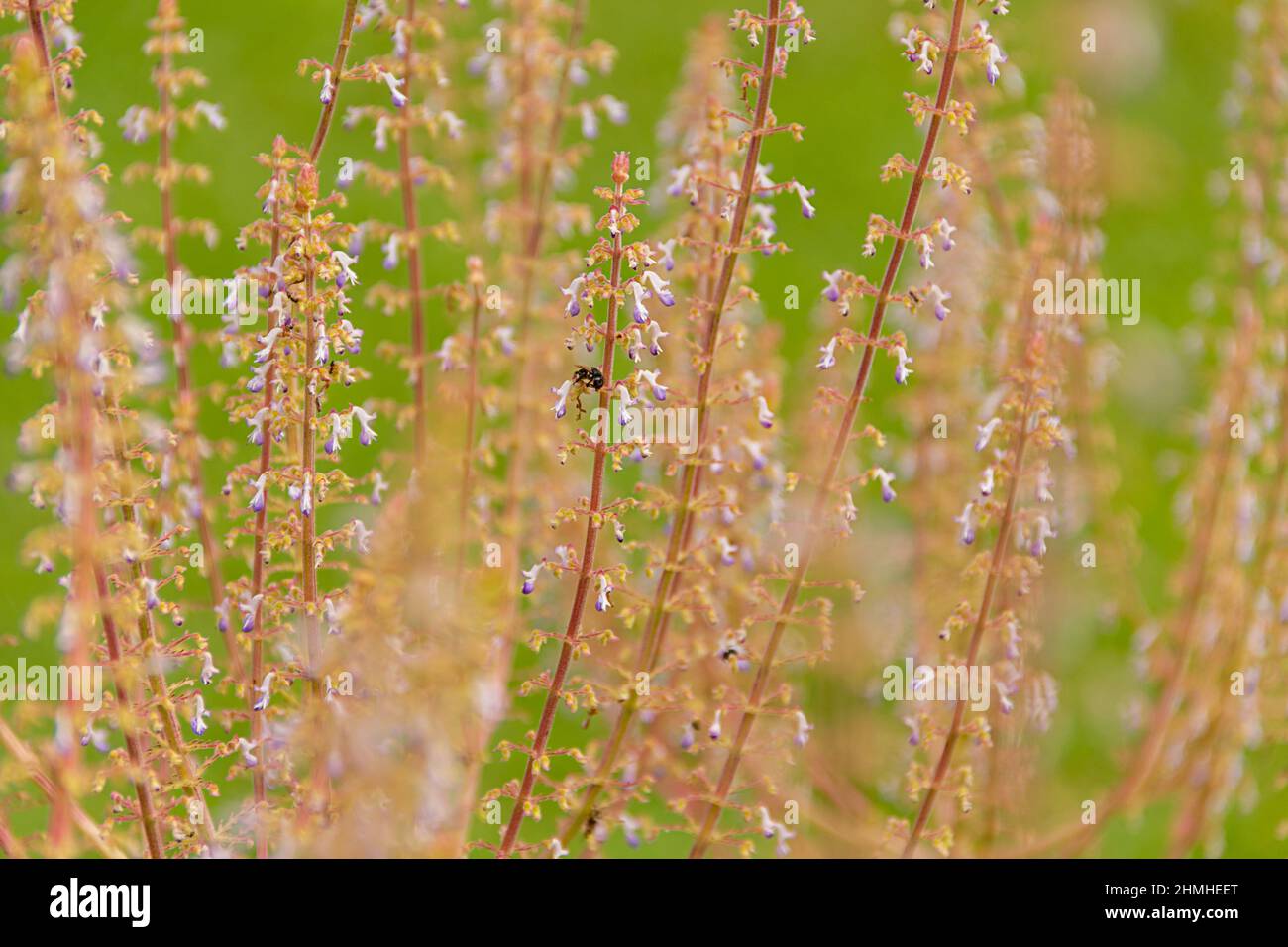 Goiânia, Goias, Brazil – January 30, 2022: Delicate flowering branches with green grass in the background. Stock Photo