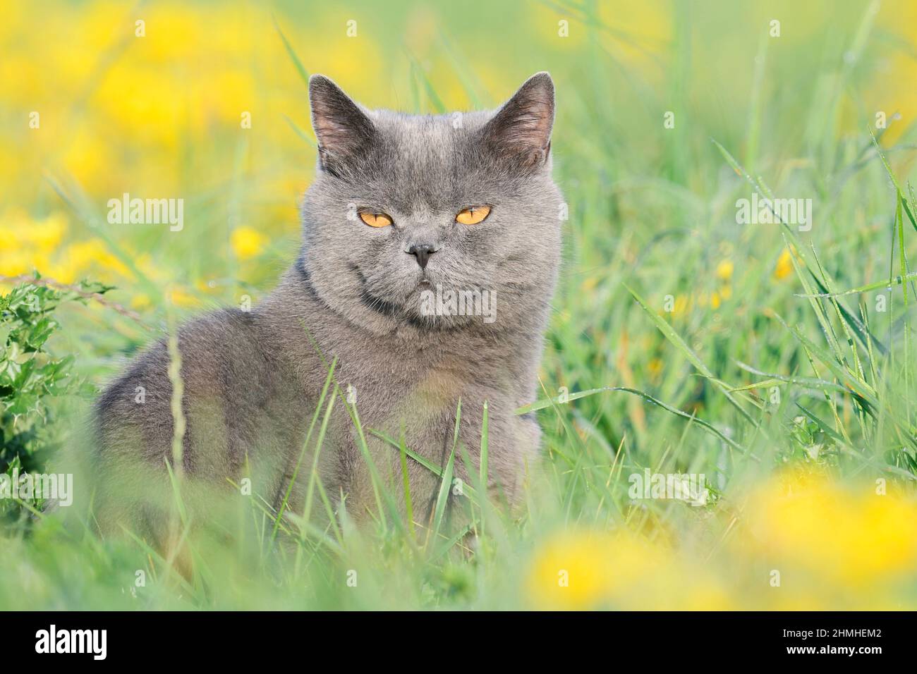 Chihuahua british shorthair hi-res stock photography and images - Alamy