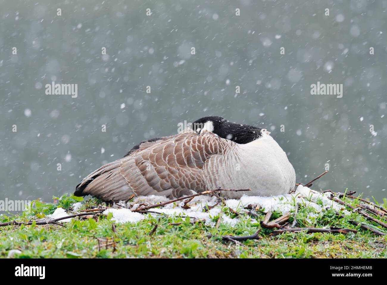 Canada goose branta canadensis brooding on the nest hi-res stock ...