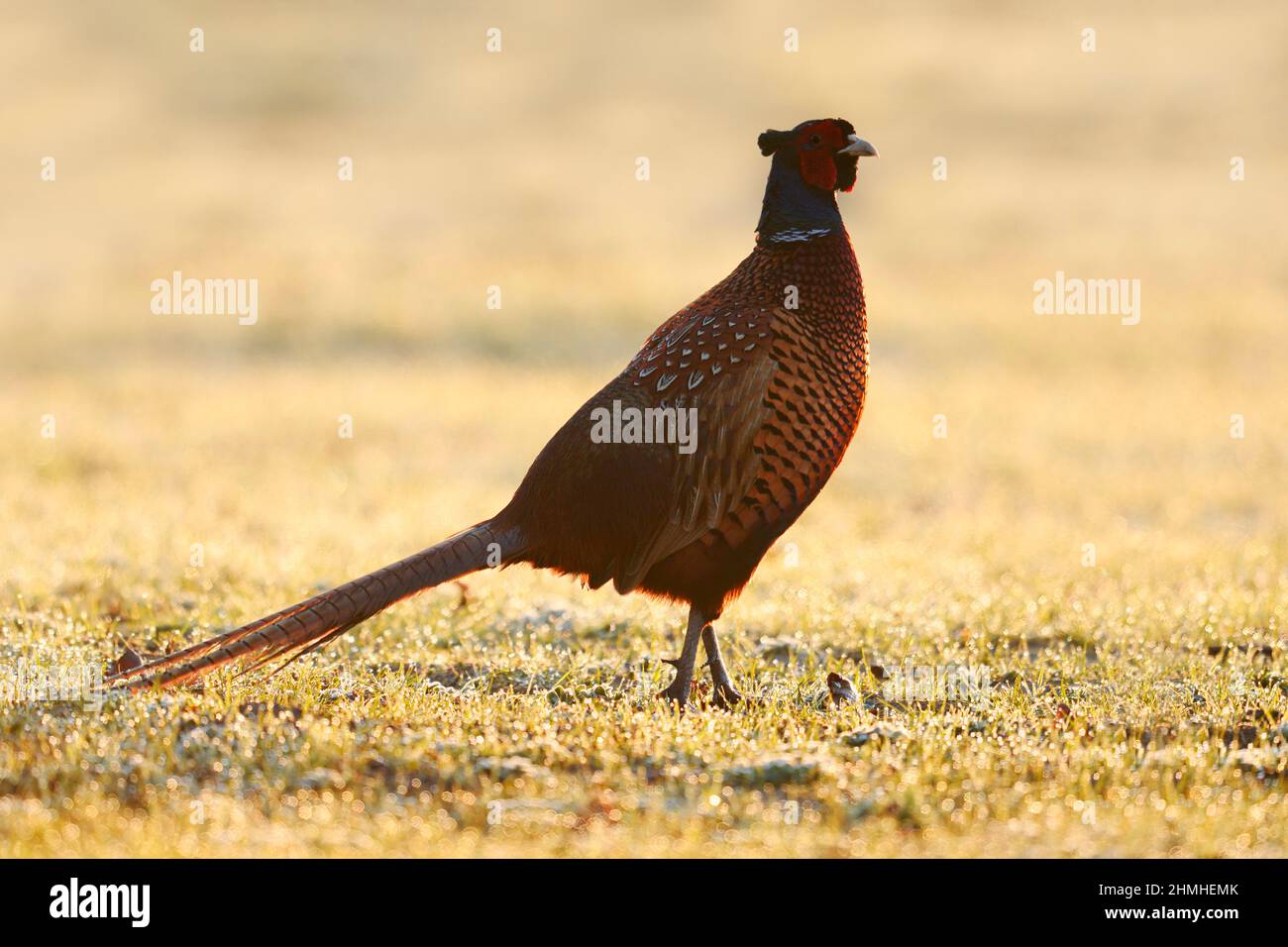 Pheasant or common pheasant (Phasianus colchicus), rooster at sunrise against the light, North Rhine-Westphalia, Germany Stock Photo