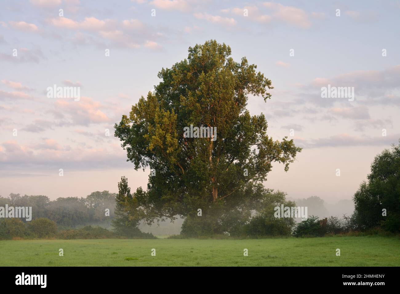 Canadian poplar or Canadian poplar (Populus x canadensis, Populus x euramericana), in the morning fog, North Rhine-Westphalia, Germany Stock Photo