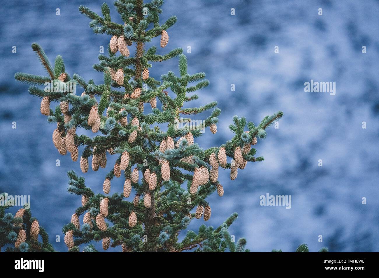 Engelmann Spruce, Picea engelmannii, Hamnøy, Lofoten, Norway, Europe, Autumn Stock Photo