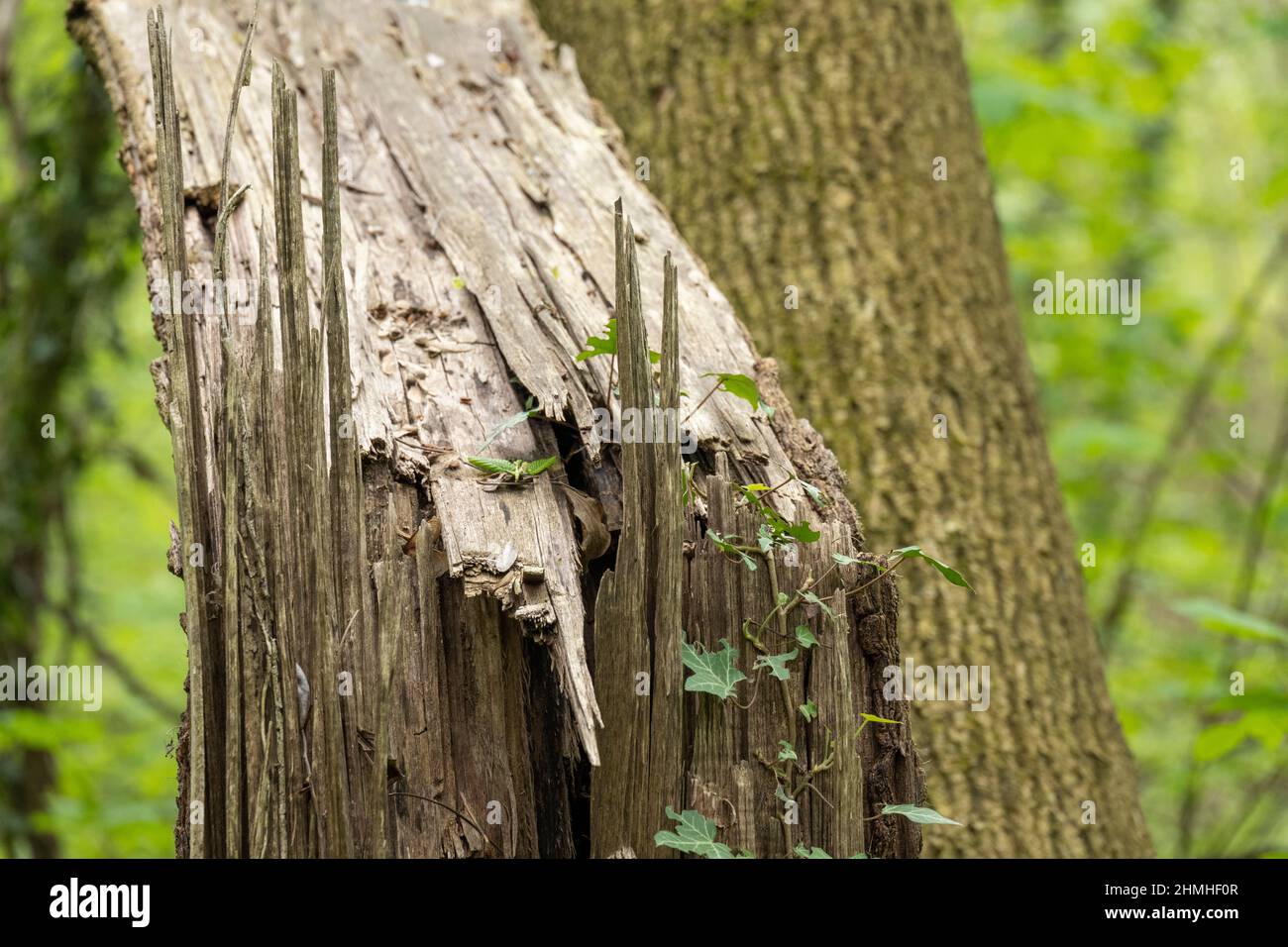 Tree damaged weather hi-res stock photography and images - Alamy