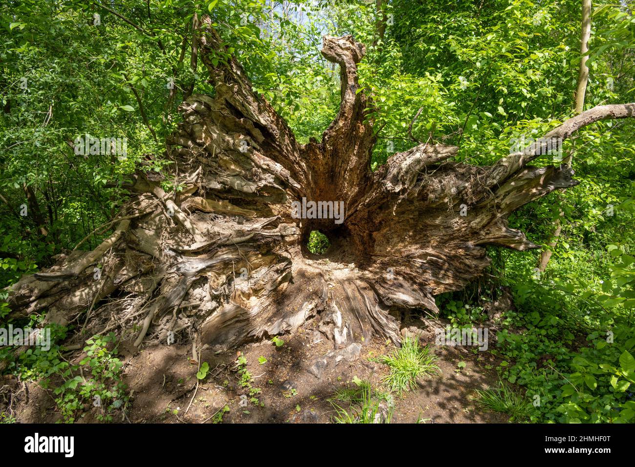 Old fallen hollow tree. Stock Photo