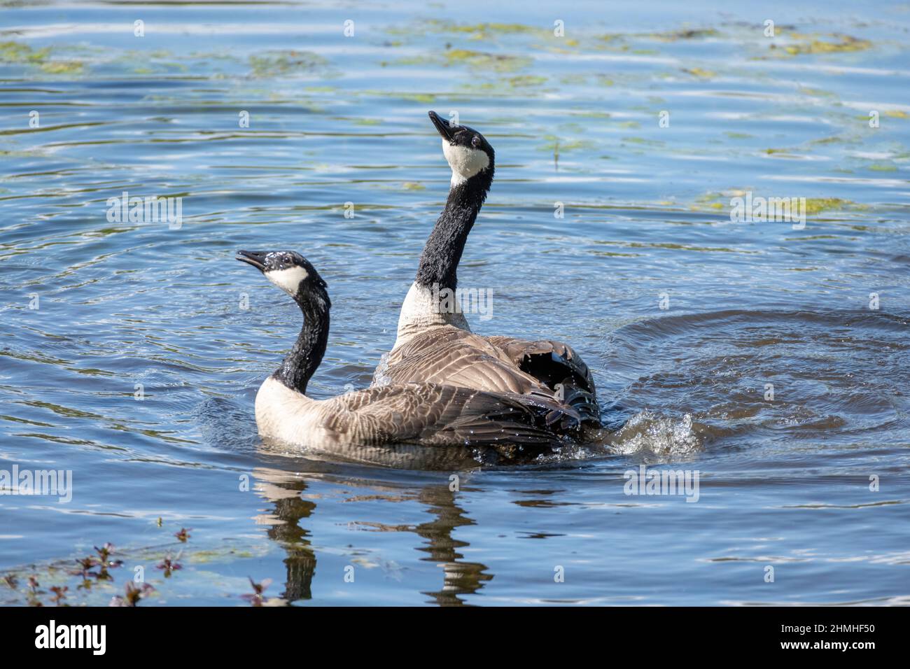 Canada geese (Branta canadensis), mating ritual Stock Photo - Alamy