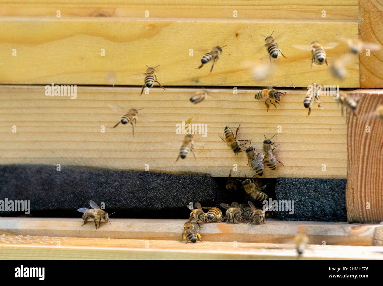 Bees (Apiformes or Anthophila), honey bees at the hive Stock Photo - Alamy