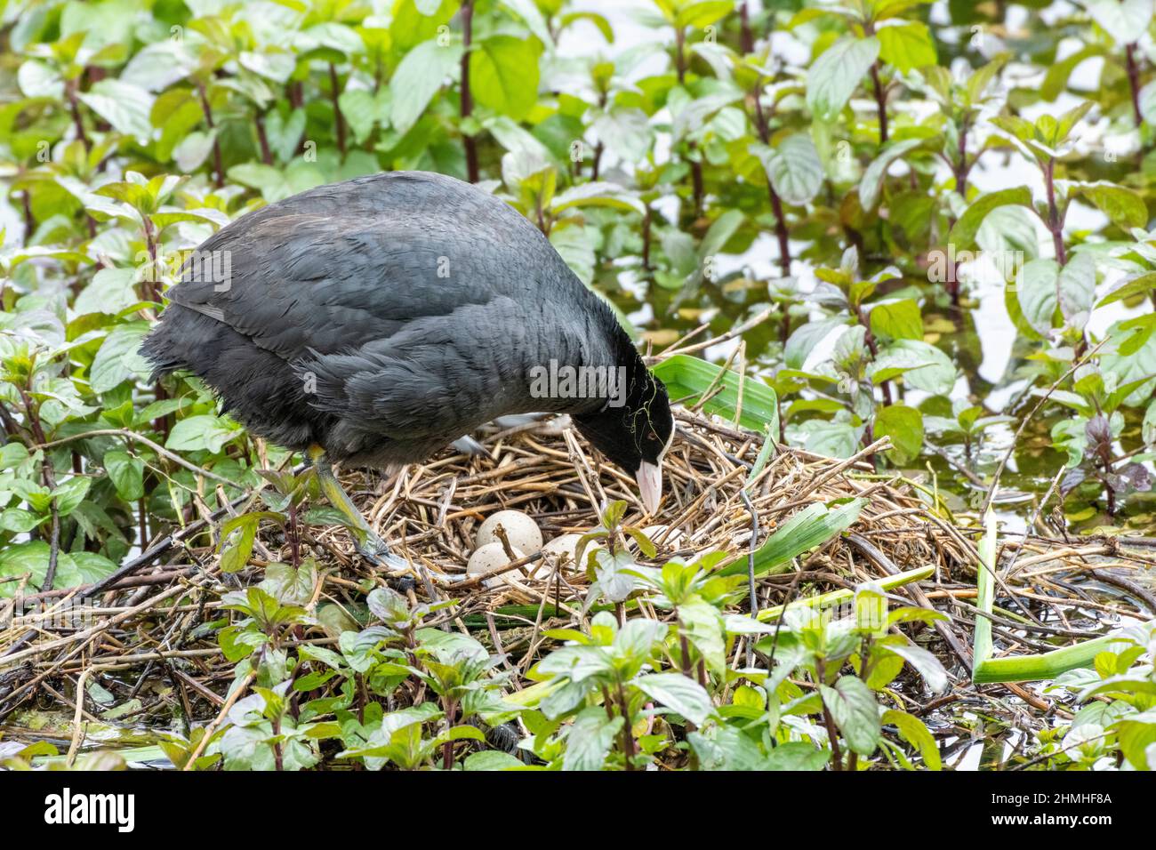Coot (Fulica atra), in its nest. Stock Photo