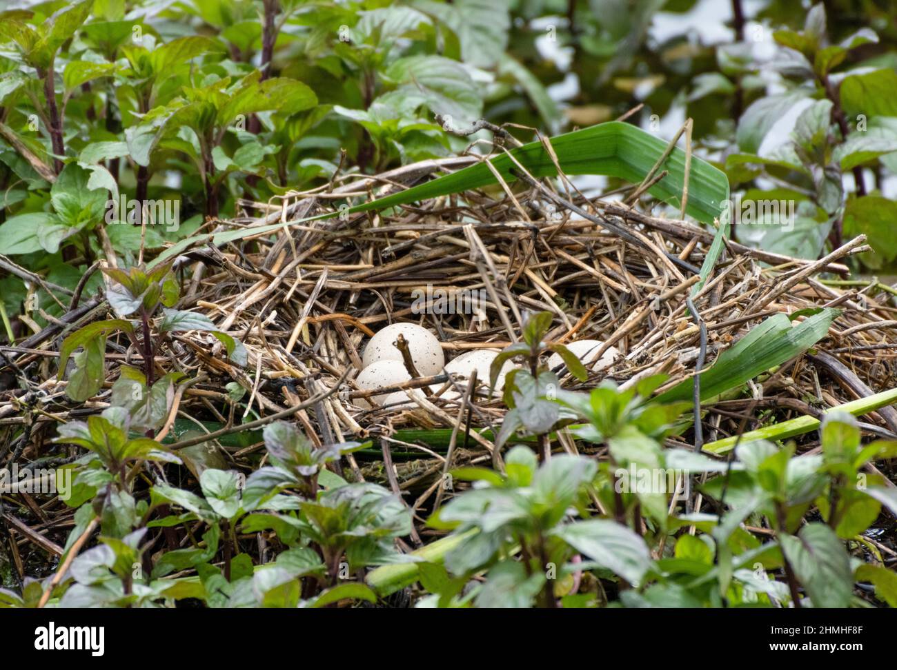 Coot (Fulica atra), nest with eggs Stock Photo
