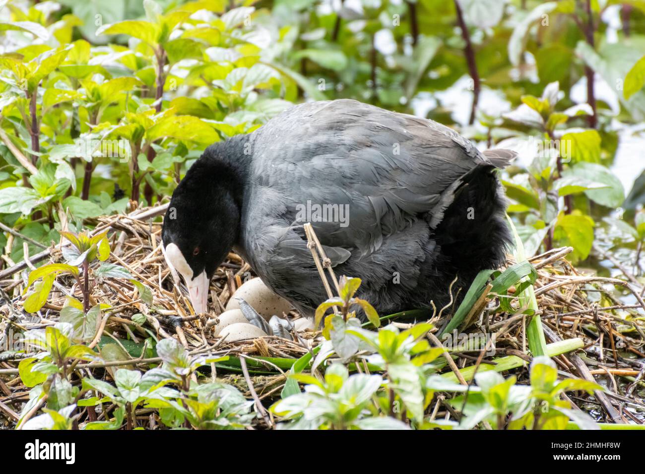 Coot (Fulica atra), in its nest. Stock Photo
