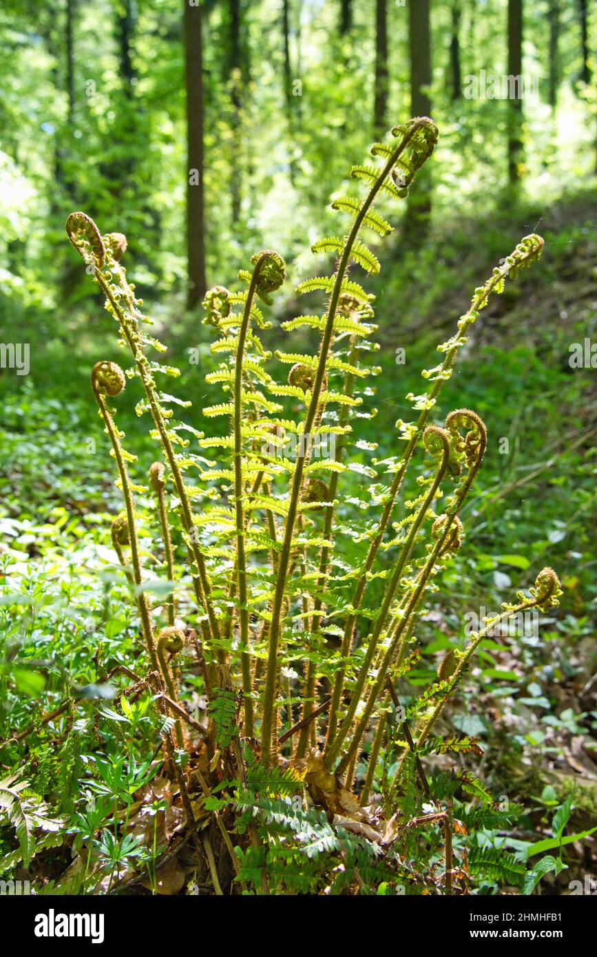 A beautiful leaf of fern, Cyathea lepifera, in fresh green Stock Photo