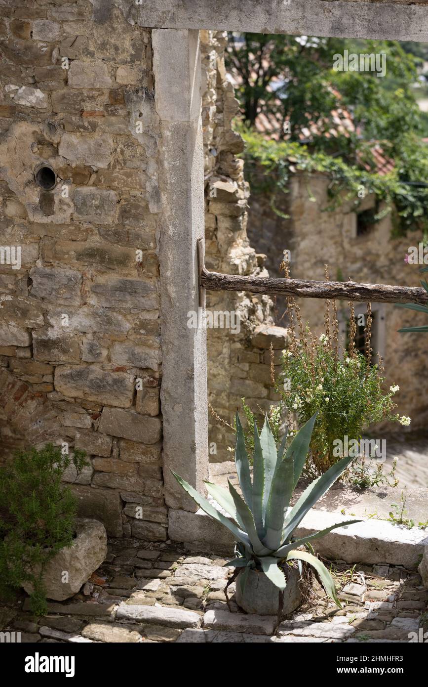 Agave in a patio in the mountain village of Motovun, Croatia Stock Photo