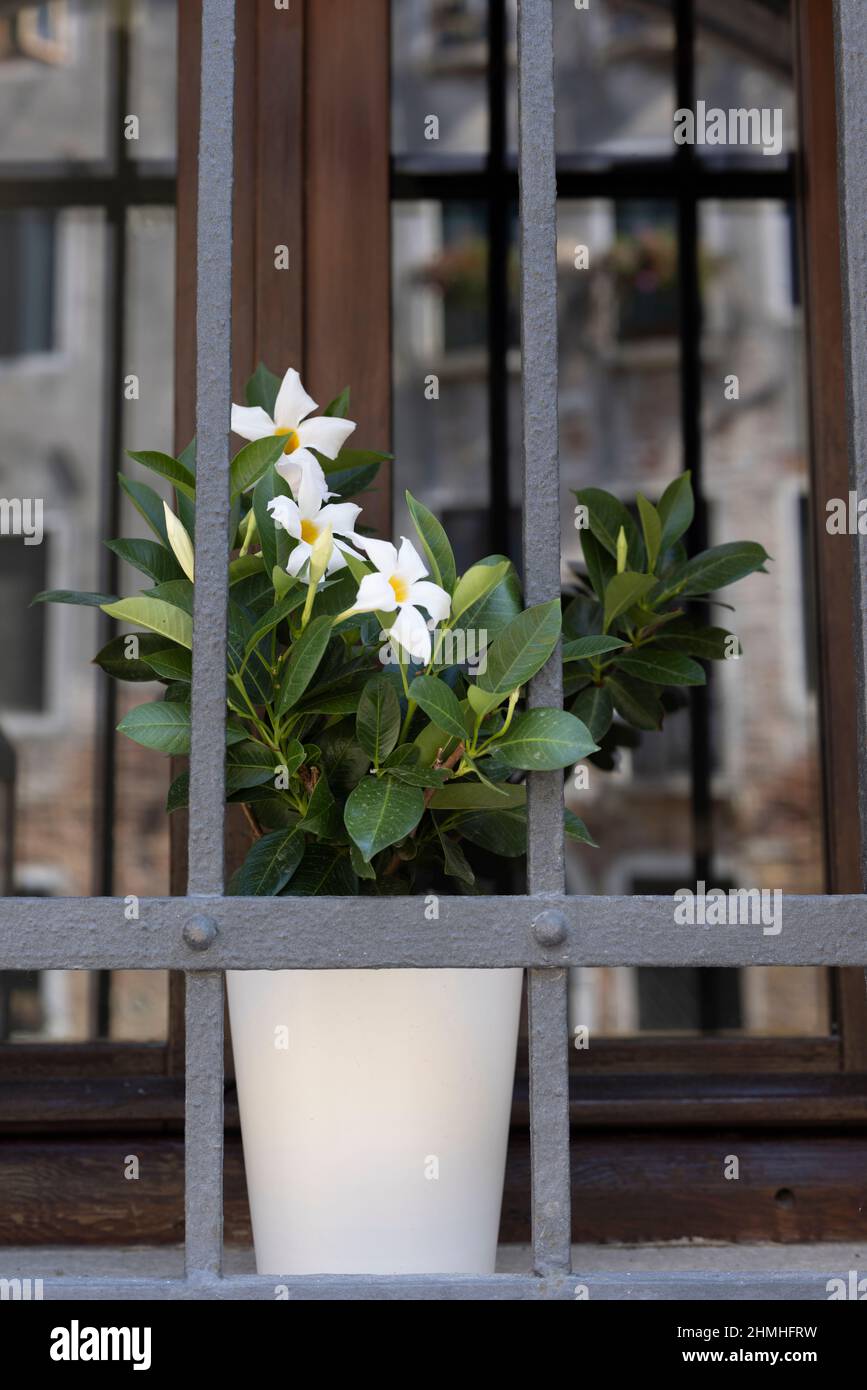 Flower pot with a flowering plant behind a window grille in the old town of Venice, Italy Stock Photo