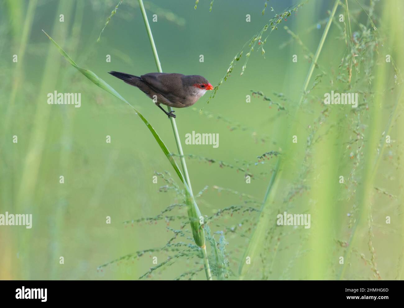 Small Common Waxbill bird, Estrilda astrild, eating seeds from tall reeds and grass in a field. Stock Photo