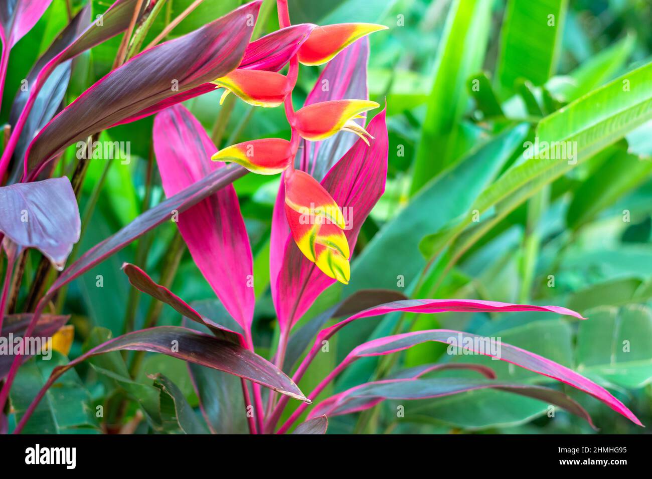 Lush tropical foliage and a lobster claw Heliconia flower in a garden. Stock Photo