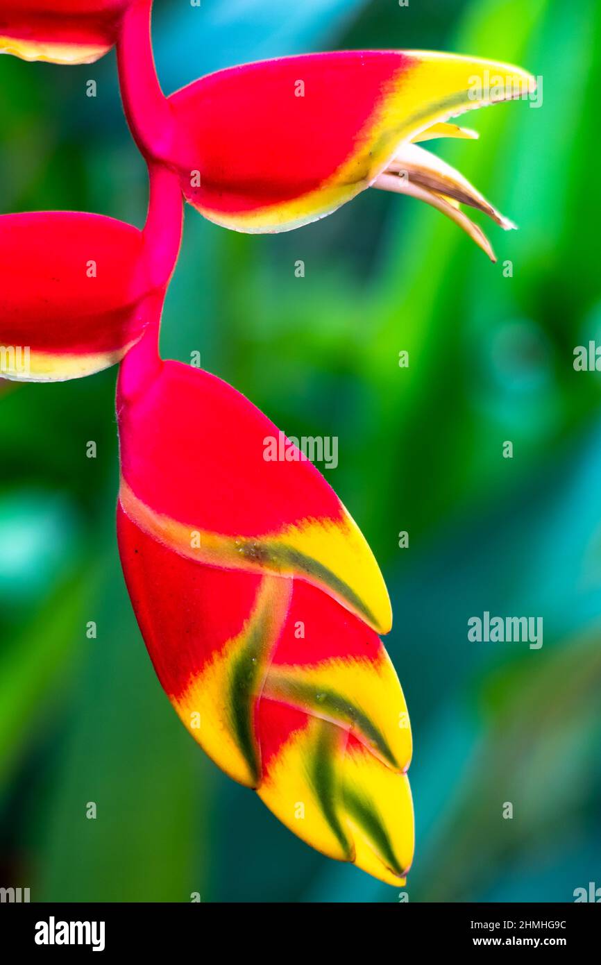 A closeup of a bright, red and yellow lobster claw Heliconia flower with a green blurred background. Stock Photo