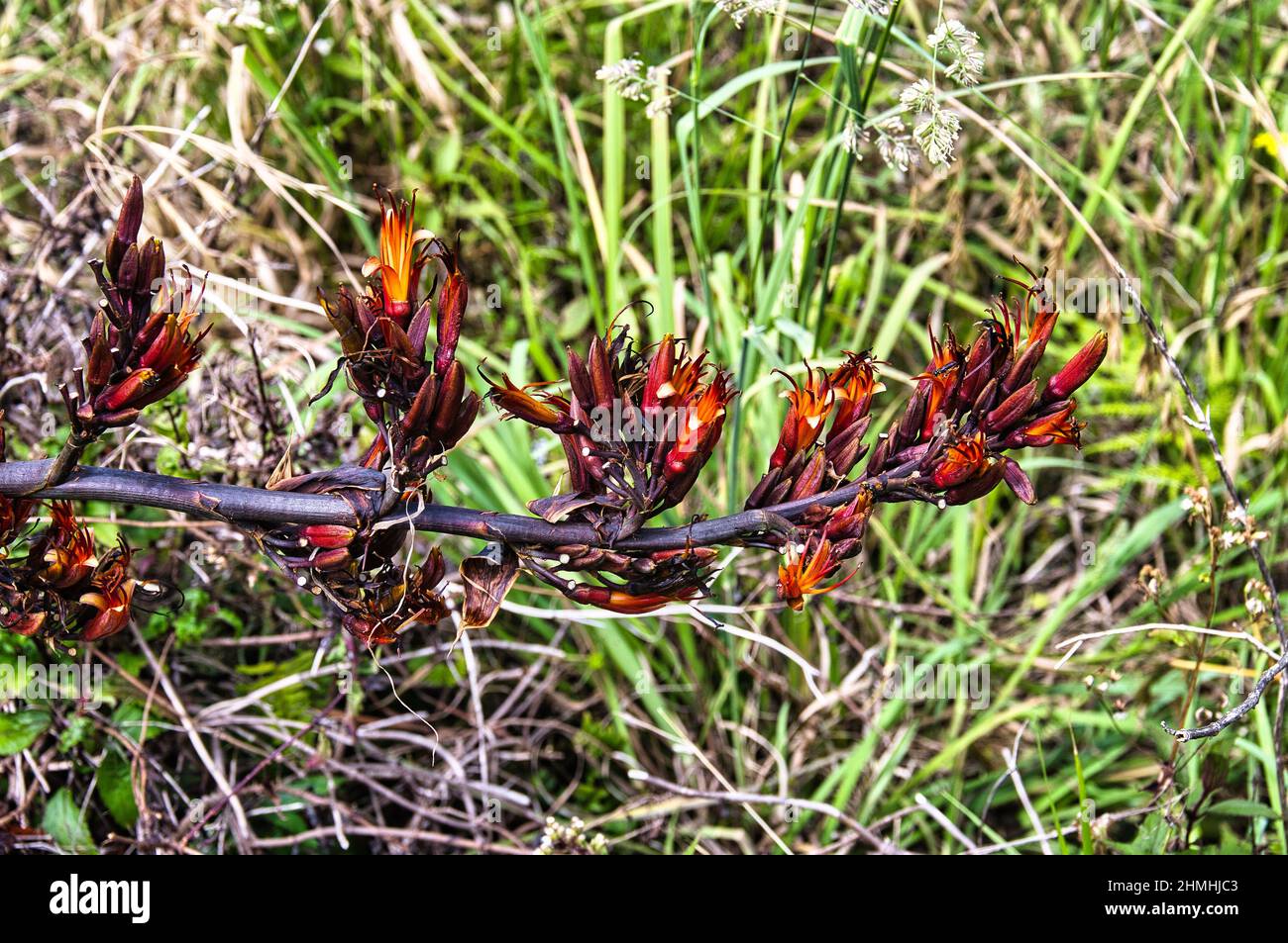 The dark red flowers of New Zealand flax (Phorium tenex) against a background of green grass Stock Photo