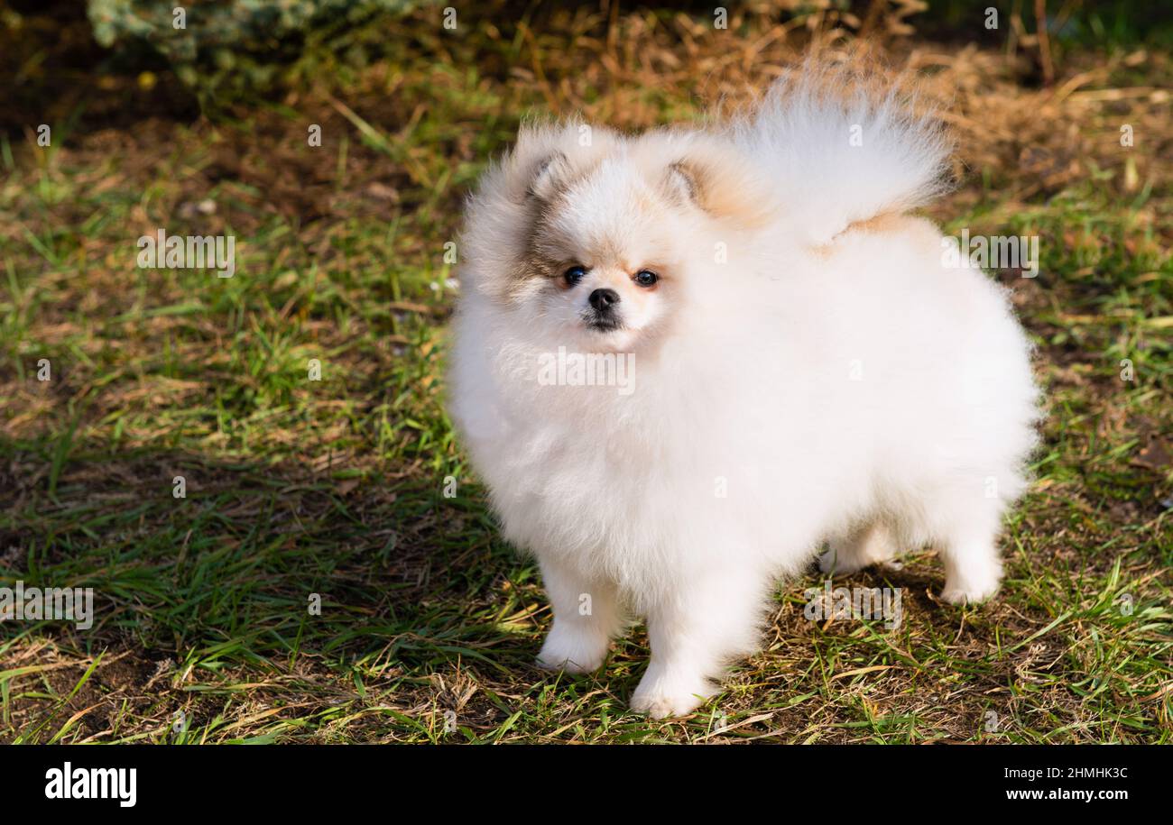 Spitz, Pomeranian right. The Spitz is in the city park. Stock Photo