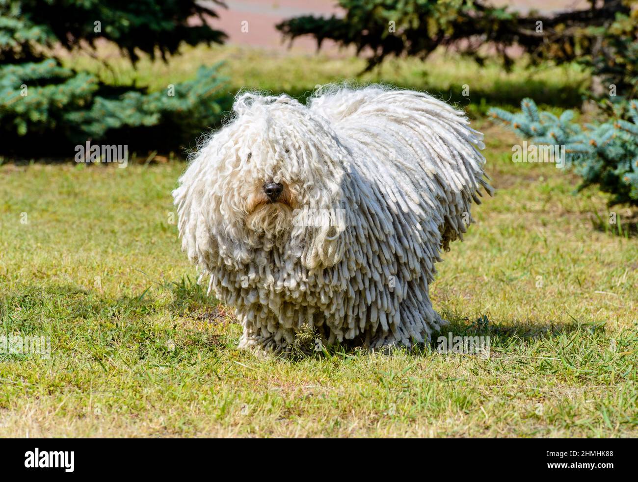 Puli in full face. The Puli stands on the grass in the park. Stock Photo