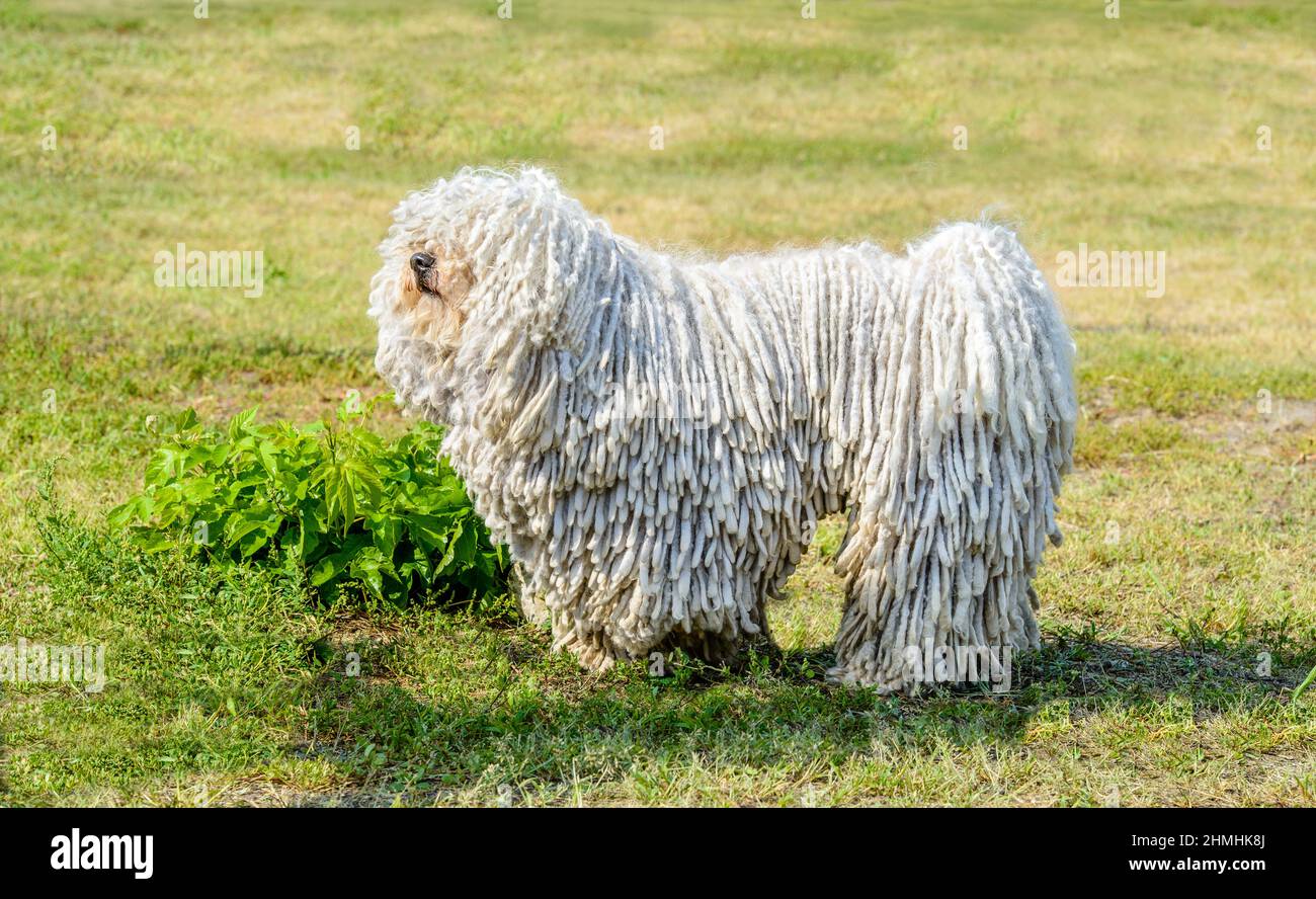 Puli in profile. The Puli stands on the grass in the park. Stock Photo