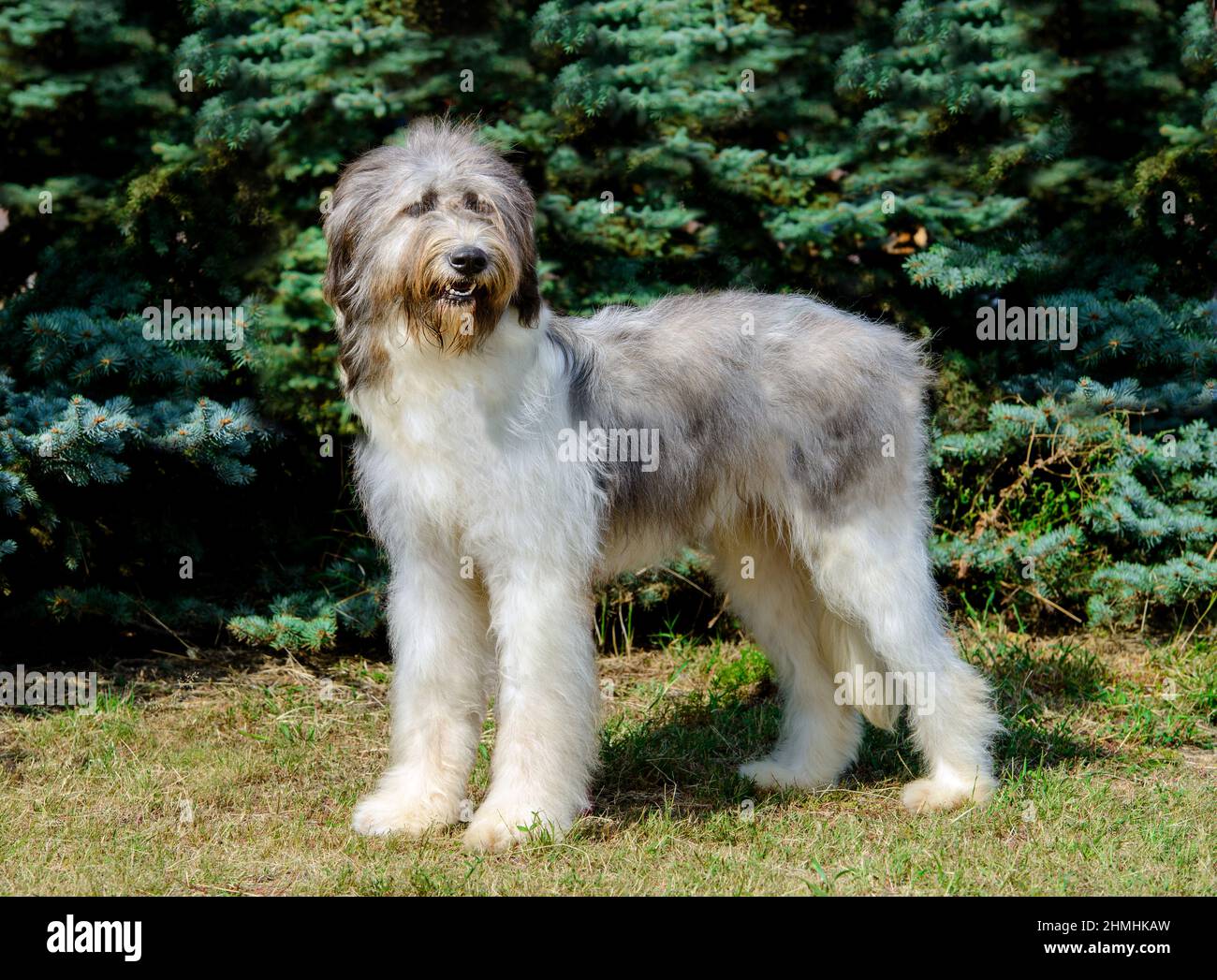 Romanian hunting store dog