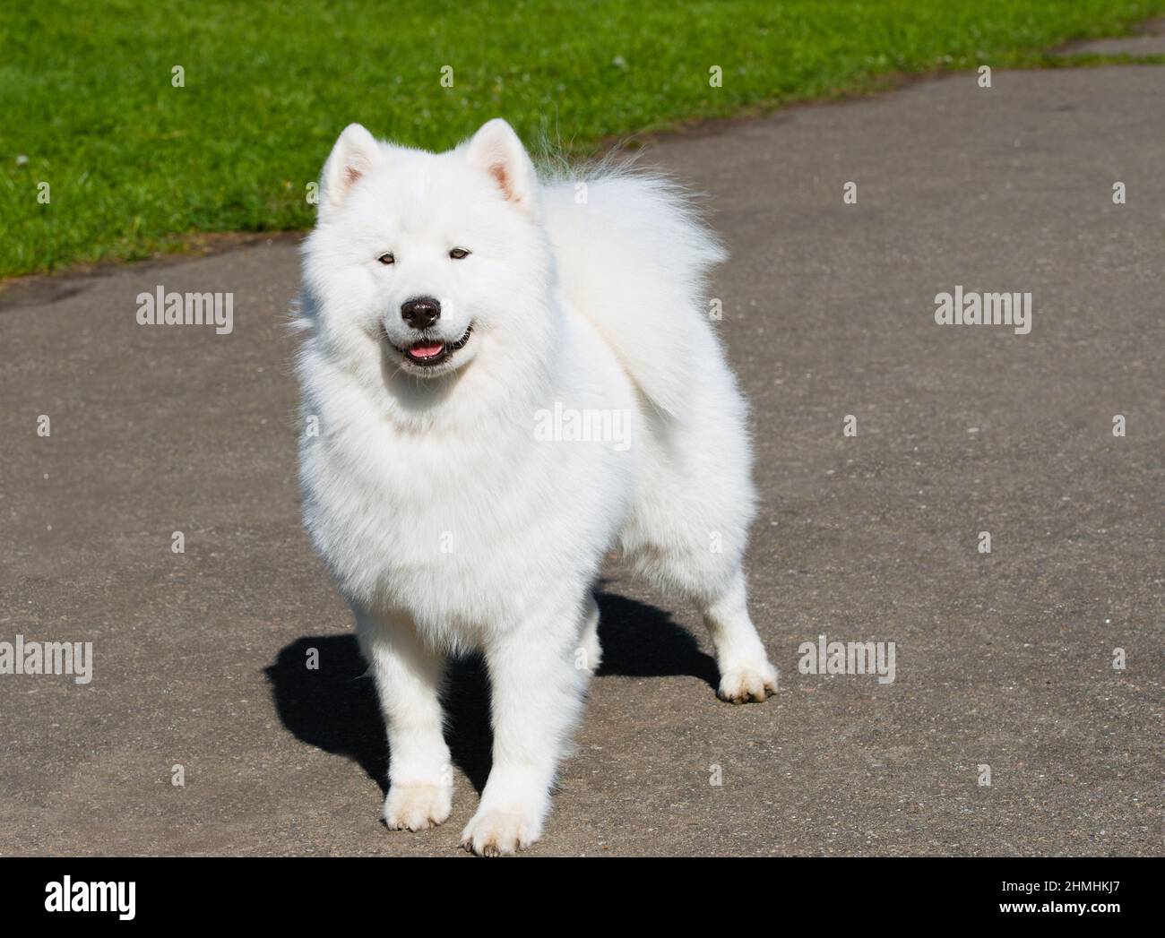 Samoyed ahead. The Samoyed stands in the city park. Stock Photo