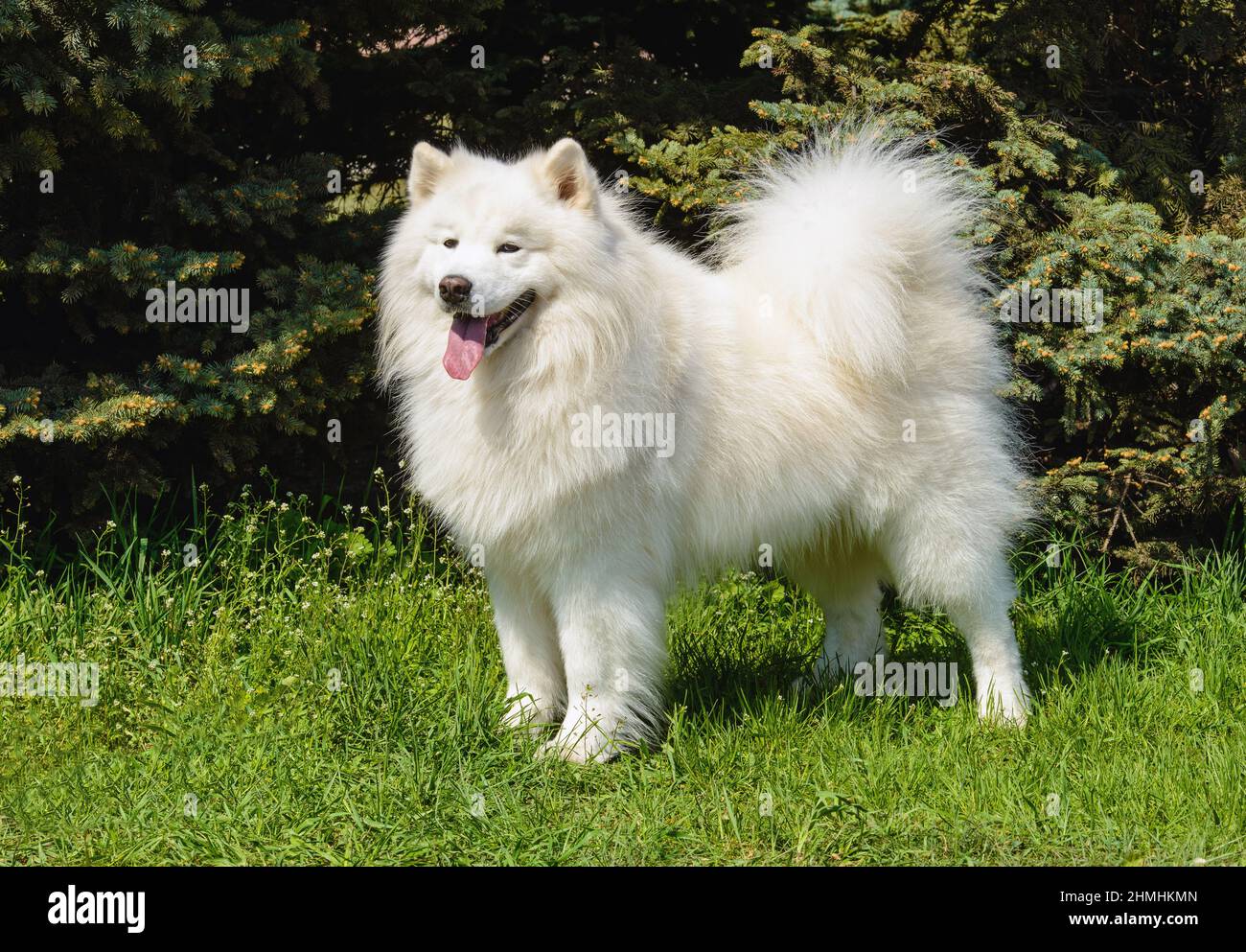 Samoyed looks aside. The Samoyed stands on the green grass in the city park. Stock Photo