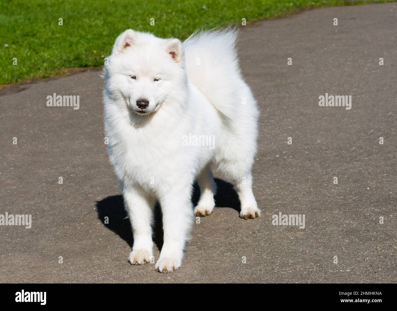 Samoyed modesty. The Samoyed stands in the city park. Stock Photo