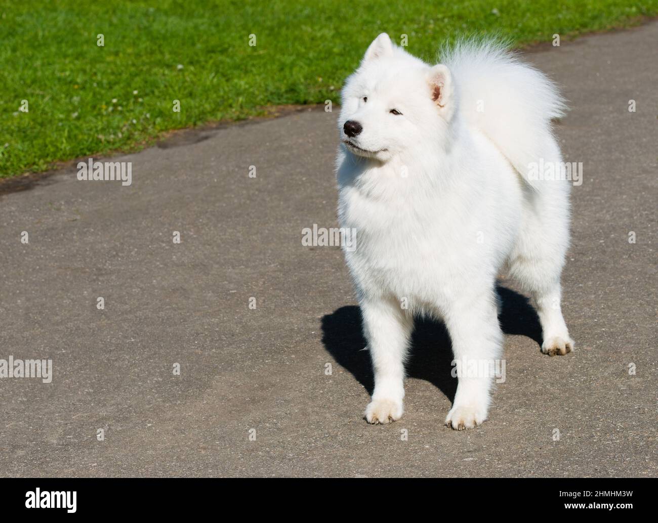 Samoyed with grin. The Samoyed stands in the city park. Stock Photo