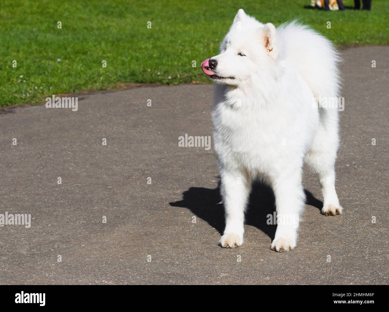 Samoyed with tongue hanging out. The Samoyed stands in the city park. Stock Photo