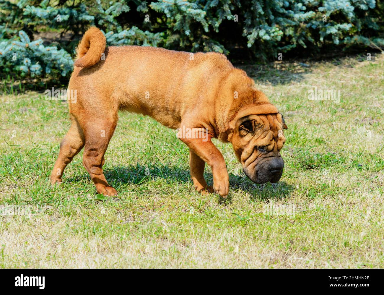 Shar-Pei dog. The Shar-Pei dog is on the grass in the park. Stock Photo