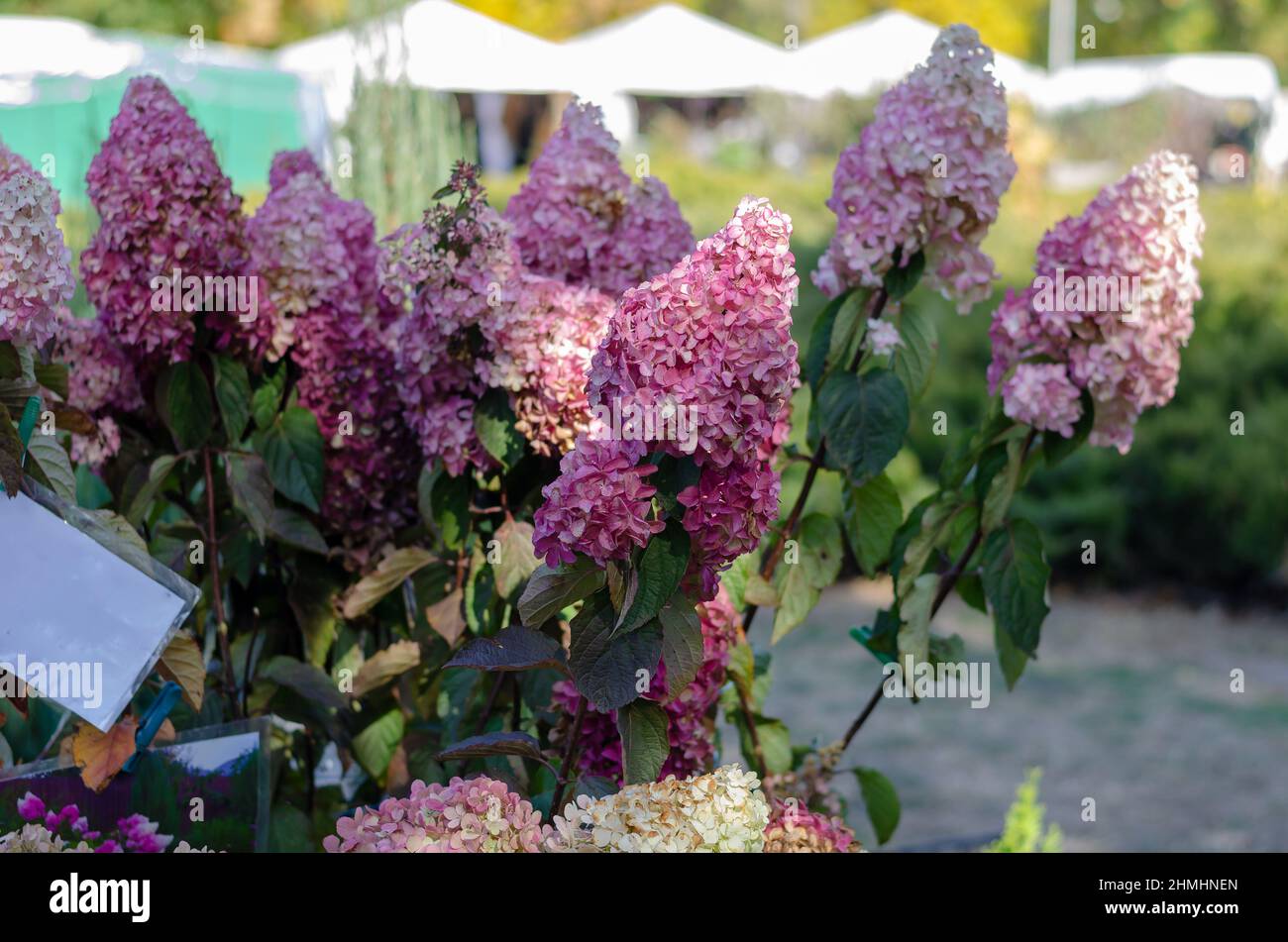 Hydrangea paniculata seedlings at the agricultural fair. A variety of ...