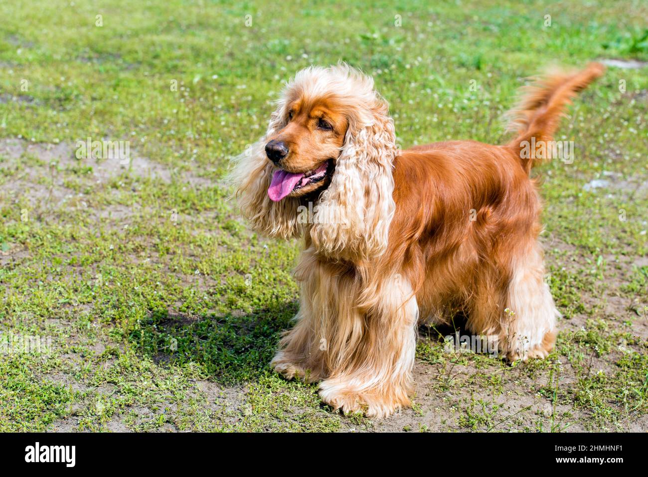 Cocker Spaniel stands. The English Cocker Spaniel is on the grass. Stock Photo