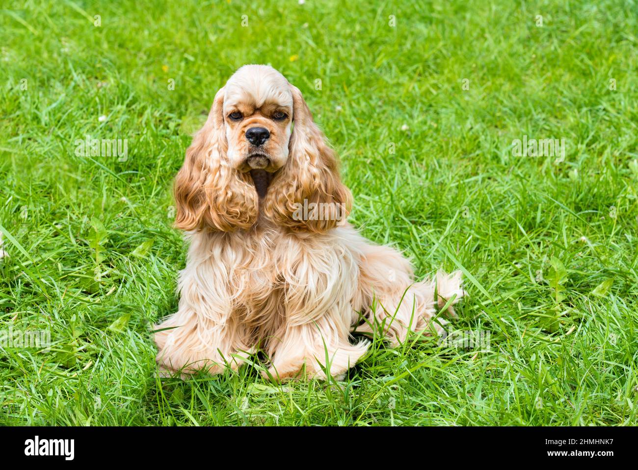 English Cocker Spaniel seats. The English Cocker Spaniel is on the grass. Stock Photo