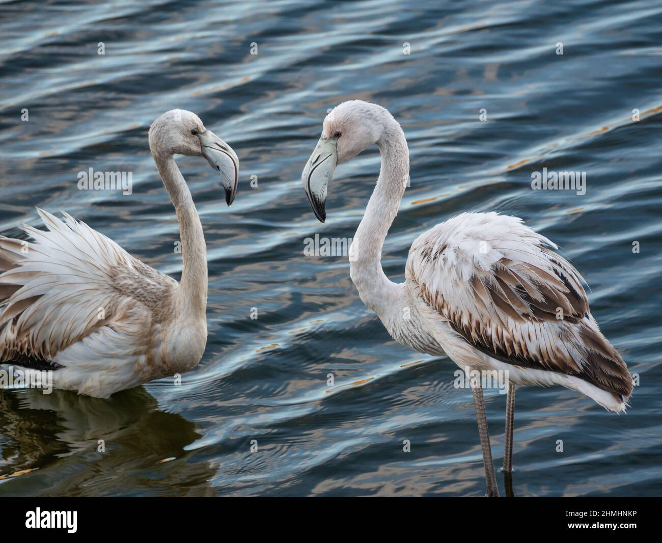 two young flamingos stand together standing on the water in a pond or lake Stock Photo