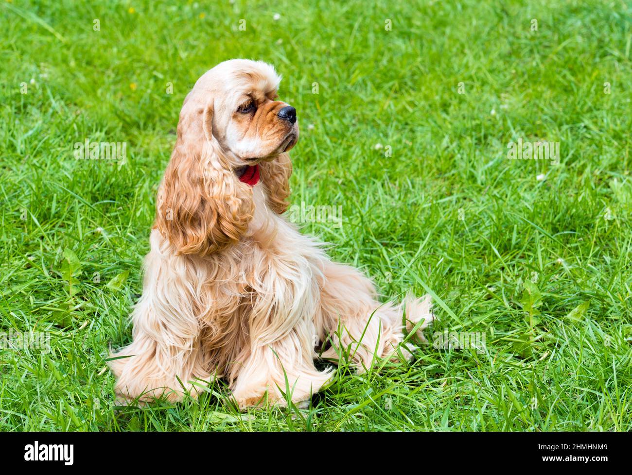English Cocker Spaniel waits. The English Cocker Spaniel is on the grass. Stock Photo