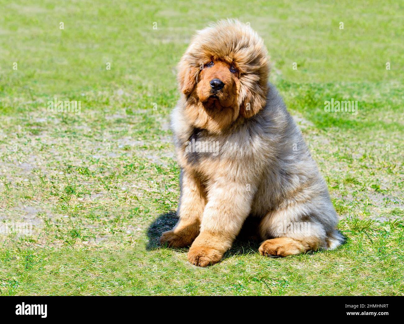 Tibetan mastiff puppy hi-res stock photography and images ...