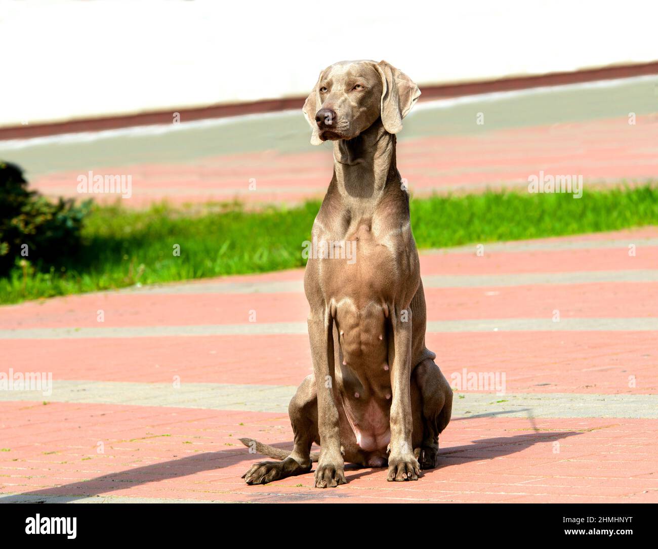 Weimaraner full face. The Weimaraner is in the city park Stock Photo